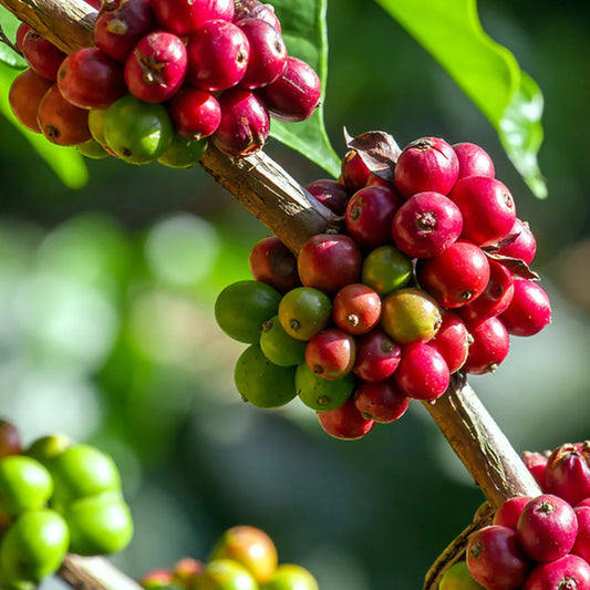 Birds and the Bees....and Coffee